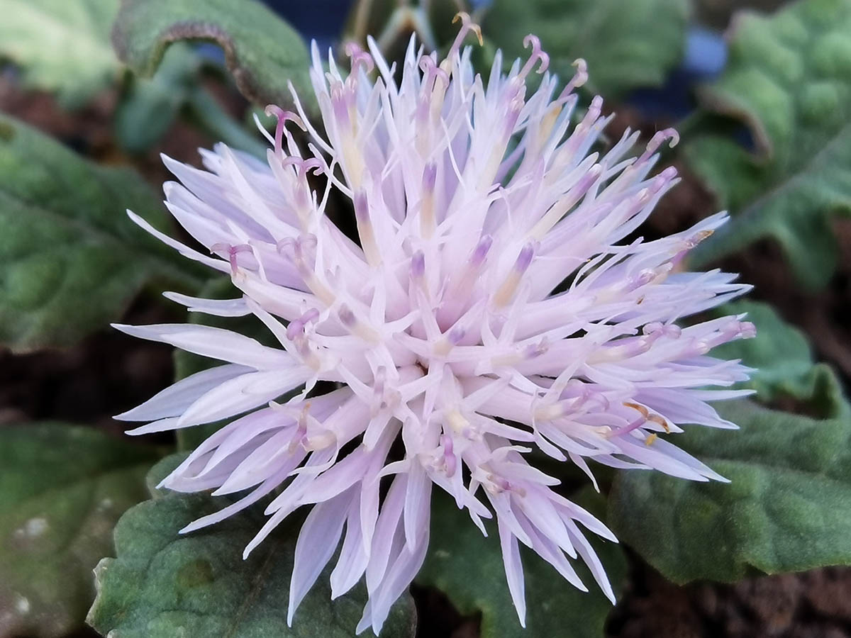 Centaurea aegialophila